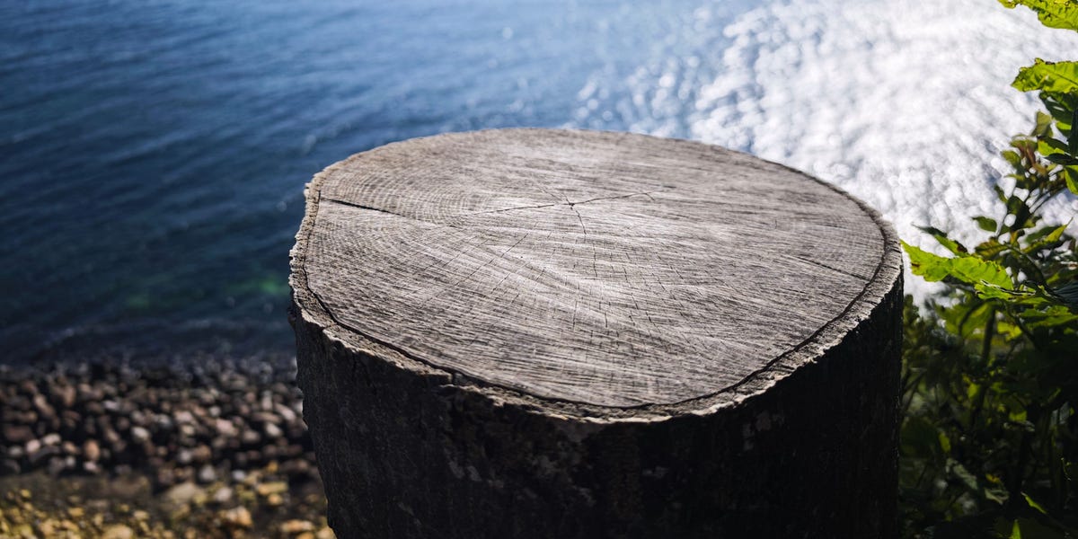 砍伐邻居的树木导致亿万富翁热点的诉讼