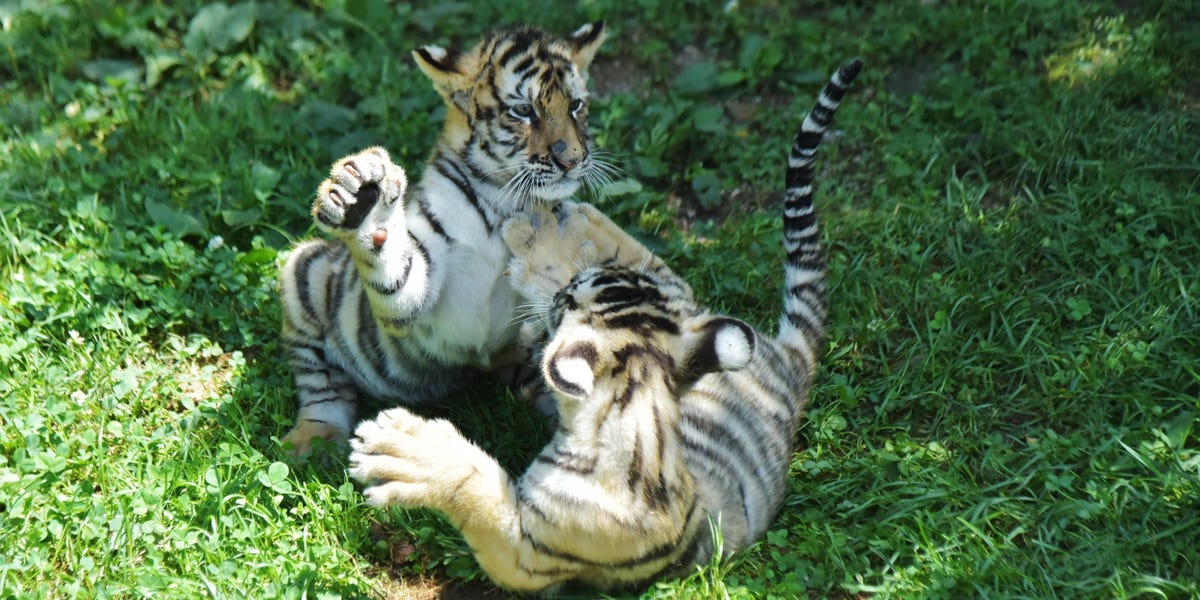 为什么Tiger Global和Coatue等基金再次青睐私募市场